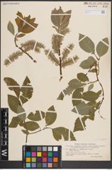 Foto von Salix caprea L.